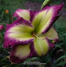 Daylily (Hemerocallis 'Bill Waldrop') in the Daylilies Database