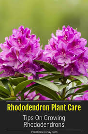 Pin On Pct Landscaping Ideas