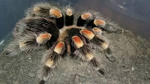 27 Animals That Start With M In The World Pictures Of Animals Animals Animal Pictures World Pictures