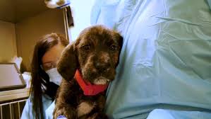 Who has the fairest grrand dog of all? Ohio Dog Rescue Facing 21 000 To Save Parvo Puppies