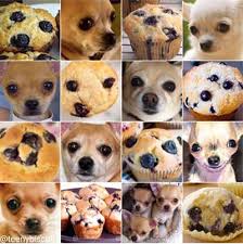 We will also see how to apply. Chihuahua Or Muffin My Search For The Best Computer Vision Api