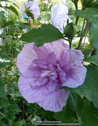 In israel, it is used both as a masculine and a feminine given name. Roses Of Sharon Plant Care And Collection Of Varieties Garden Org