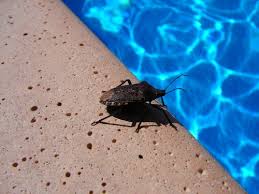 4 Types Of Water Bugs In Pools And What To Do About Them - Bob Vila
