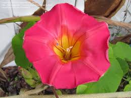 Image result for Stictocardia