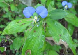 Image result for Commelina albescens