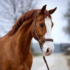 Wild & son is committed to making our website's content accessible and user friendly to everyone. Die Horseeffekt Personalcoaches Co Coaches Unsere Pferde