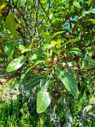 Image result for Ficus verruculosa