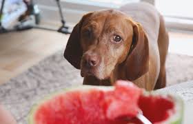 Just make sure you take your dog to the vet regularly for visits. Diet For Dogs With Canine Liver Disease Lovetoknow