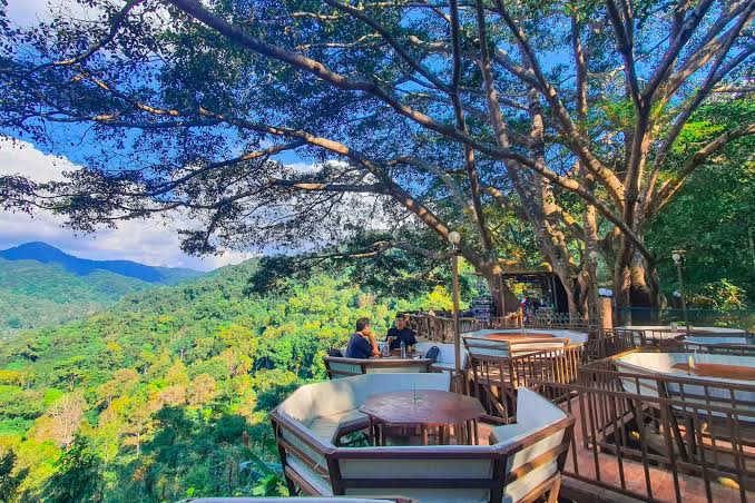 The Giant Chiangmai 巨樹咖啡廳