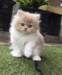 Bentuk tubuhnya hampir sama dengan kucing persia hidung jika anda mencari informasi mengenai harga kucing persia, pada kali ini admin akan bagikan informasi mengenai daftar harga kucing persia. Mengenal Kucing Persia Ciri Jenis Dan Cara Merawatnya