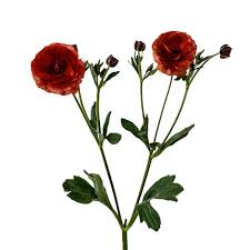 Image result for Ranunculus raeae