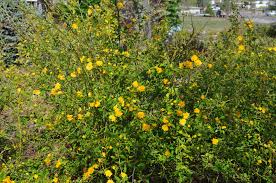 The plant's bright green leaves turn a pretty shade of yellow in fall. Double Flowering Japanese Kerria