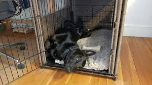 Do this while your dog is safely in another room so as not to spook them. Crating Your Dog While At Work Is It Cruel Here S Your Answer