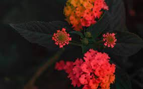 Verbenaceae Pink And Orange Flowers Lantana Camara Lantana Flowers