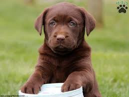 See more ideas about lab puppies, chocolate lab puppies, puppies. Chocolate Labrador Puppies Ohio Petsidi