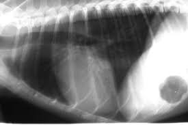 Rontgen Thorax