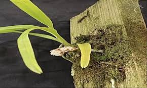 Image result for Ancistrorhynchus