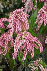 Valley Rose Japanese Pieris Pieris Japonica Valley Rose At Oakland Nurseries Inc In 2020 Japanese Pieris Garden Flowers Perennials Broadleaf Evergreen