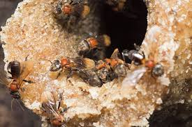 These stingless bees were an eye opener for me when i visited them at the home of diniy, a beekeeper from malaysia whom i befriended online. Social Bees Have Kept Their Gut Microbes For 80 Million Years Bee Beekeeping News Dadant Sons 1863