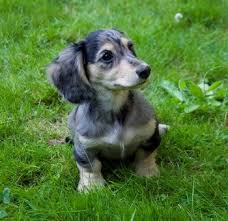 If you are looking to adopt or buy a doxie take a look here for puppies for as low as $300! Miniature Long Haired Dachshund Dogs In Canada Canadogs