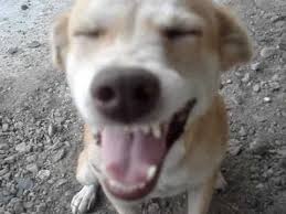 Archaeological evidence of domesticated dog remains. Good To Know Askals No Dog Should Be Left Behind Steemit