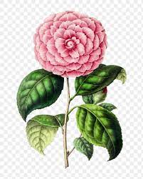 Hand Drawn Pink Camellia Flower Design Element Free Image By Rawpixel Com Rose Flower Png Camellia Flower Design Element