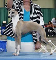 Check spelling or type a new query. Italian Greyhound The Breed Archive