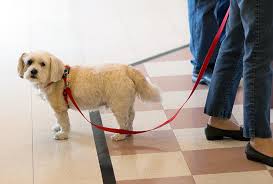 Walkups for wellness and hygiene may be seen but not guaranteed. Specialty Veterinarians In Los Angeles Ca Vca Animal Specialty Group