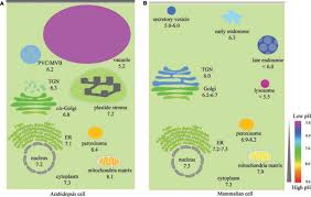 Check spelling or type a new query. Organelle Ph In The Arabidopsis Endomembrane System Sciencedirect