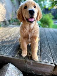Kopek Dunyasi Adli Kullanicinin Golden Retriever Panosundaki Pin 2020
