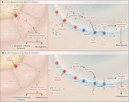 Image result for SGLT2 Inhibitor