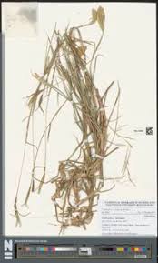 Image result for Chloris pilosa