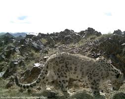 Африканские охотниик 01.голодный леопард (the hungry leopard). My Dream Is To Conserve All The Living Things On Earth Snow Leopard Trust