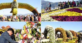 South Korea Hosts Annual Chrysanthemums Festival In Changwon South Korea Changwon Time In Korea