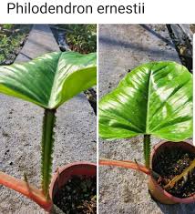 Pin De Russ Em Philodendron Arvores Frutiferas Arvores