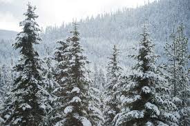 Snow covered trees and mountain forest ...
