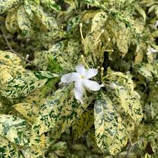 Image result for Tabernaemontana