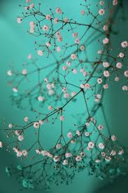 Orchid Of Life S Weblog Bloem Achtergrond Bloem Achtergronden Bloem Fotografie