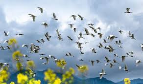 Look At The Birds Of The Air And The Flowers Of The Field The Weather Is Getting Warm And Birds Are Flying Over The Golden Canola Flower Field Canola Flower Flower Field How To Get Warm