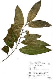 Image result for Casearia gladiiformis