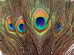 Bird With Big Feathers On Tail This Item Is Unavailable Peacock Feathers Peacock Peacock Tail