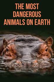 Wwf is committed to saving endangered species. The Most Dangerous Animals On Earth Far Wide