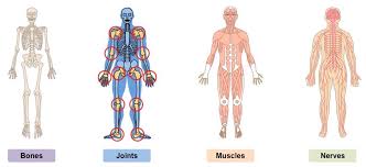 The human body is the structure of a human being. Skeletal Framework Bioninja