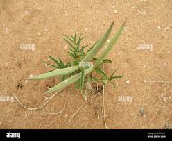 Image result for Raphionacme lanceolata