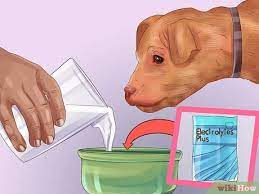 This acid can irritate the stomach lining and cause vomiting. How To Treat A Dog Throwing Up Bile 7 Steps With Pictures