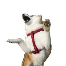 54.6k total gif views0 followers0 following. Download Dancing Dog Gif Transparent Png Gif Base