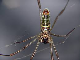 Ela faz isso quando se sente. Aranha Armadeira Veneno E Caracteristicas Com Fotos