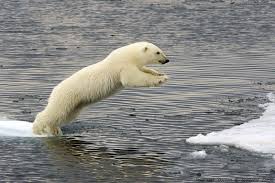 Polar Bear Jump Polar Bear Bear Photos Bear