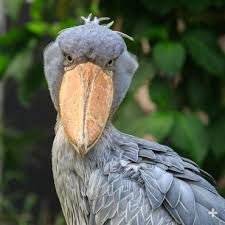 Posted by 25 days ago. Shoebill San Diego Zoo Animals Plants