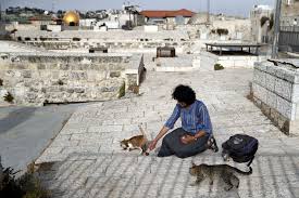 The cat has made itself home and now has given birth to kittens at our place. Program To Feed Stray Cats Divides Jerusalem Cities Us News